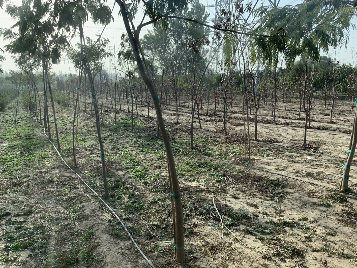 雄安10萬(wàn)畝千年秀林智能滴灌